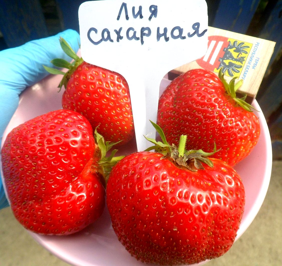 Выбор места и подготовка почвы